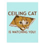 ceiling, cat, cats