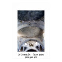 Ceiling, San Xavier del Bac, Arizona posters