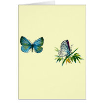 Celastrina argiolus (male) cards