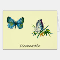 Celastrina argiolus (male) cards