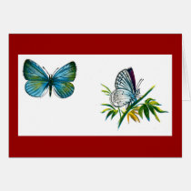 Celastrina argiolus (male) cards