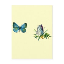 Celastrina argiolus (male) postcards