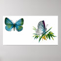 Celastrina argiolus (male) posters