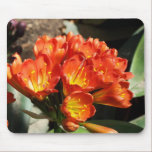 exotic flowers, nature, gardens, mousepads,
