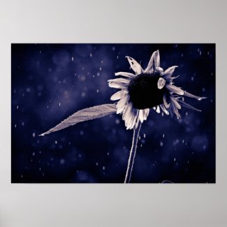 Celestial Sunflower