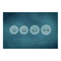 Cell Division posters