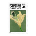Cellflower postage