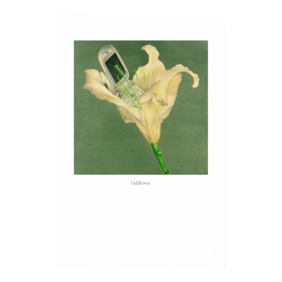 Cellflower Poster by briancody