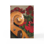 cello, violoncello, cellist, violoncellist, rock,