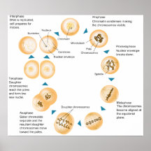 Cellular Mitosis Schematic Diagram Posters