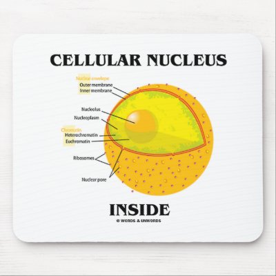 Nucleus In Cell