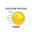 Cellular Nucleus Inside (Cell Biology) sticker