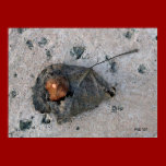 Cement Leaf posters