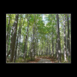 Centennial Wooded Path II Postcard