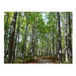 Centennial Wooded Path II Postcard