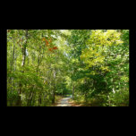 Centennial Wooded Path Nature Photography Print