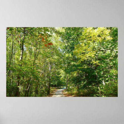 Centennial Wooded Path Nature Photography Print
