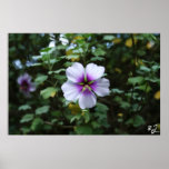 Center Beauty Posters