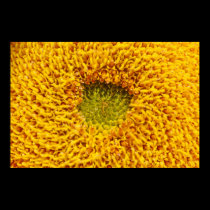 Center of a sun flower posters