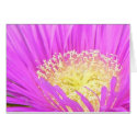 Center of Ice Plant cards