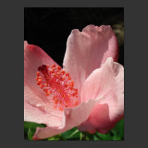Centered Hibiscus Fine Art Print posters