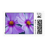 CENTERS IN PURPLE... POSTAGE STAMPS