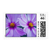 CENTERS IN PURPLE... postage