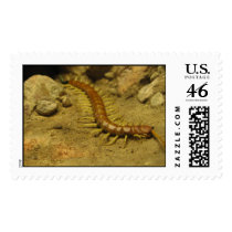 Centipede postage
