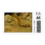 Centipede Postage Stamp
