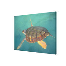 Central America, Panama, Bocas Del Torro Gallery Wrap Canvas
