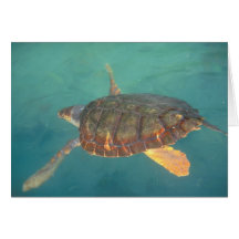 Central America, Panama, Bocas Del Torro Card