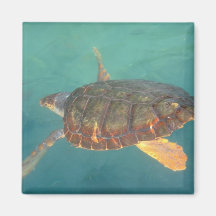 Central America, Panama, Bocas Del Torro Fridge Magnet