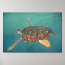 Central America, Panama, Bocas Del Torro Posters