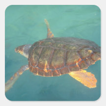 Central America, Panama, Bocas Del Torro Sticker