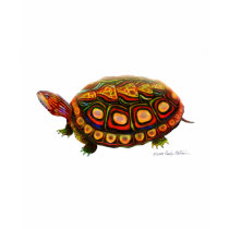 Central American Wood Turtle t-shirts by twopurringcats Central American Wood Turtle t-shirts