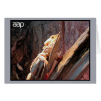 Central Bearded Dragon Greeting Card