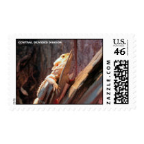 Central Bearded Dragon Stamp