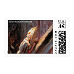 Central Bearded Dragon postage