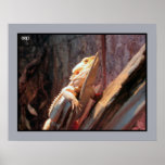 Central Bearded Dragon posters