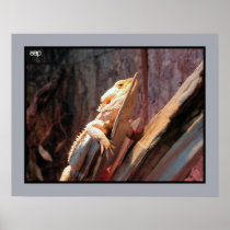 Central Bearded Dragon Poster