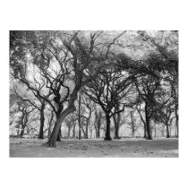 Central Park Charcoal posters