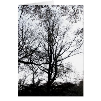 Central Park late autumn almost Barren Tree B&W Cards