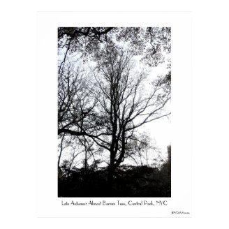 Central Park late autumn almost Barren Tree B&W Print