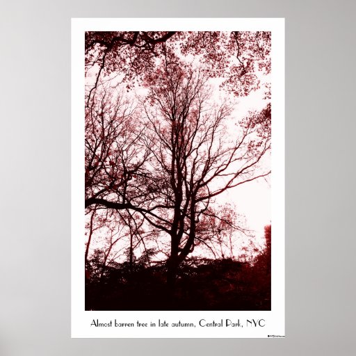 Central Park late autumn, Almost Barren Tree Red C Poster