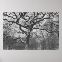 Central Park, NYC Print