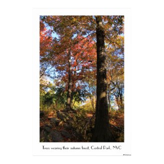 Central Park Trees wearing their autumn finest 01C Posters