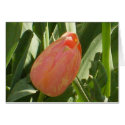 Central Park Tulip cards by pfulford Central Park Tulip cards