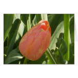 Central Park Tulip Greeting Cards