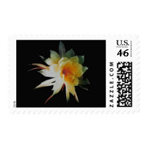 Century Orchid Postage Stamp