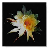 Century Orchid Poster posters